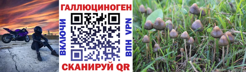 Псилоцибиновые грибы Psilocybe  Унеча 
